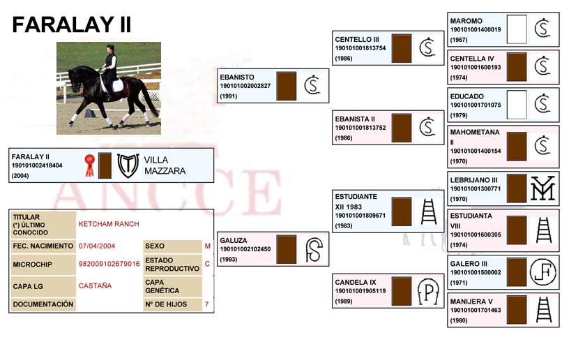 Faralay Pedigree