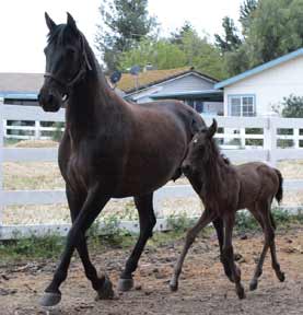 IsabelleFilly2011