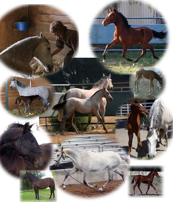 horse collage