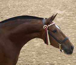 Hermosa Head